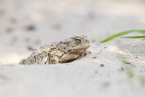 A small brown lizard rests on sandy ground near some grass blades and rocks in natural sunlight.
