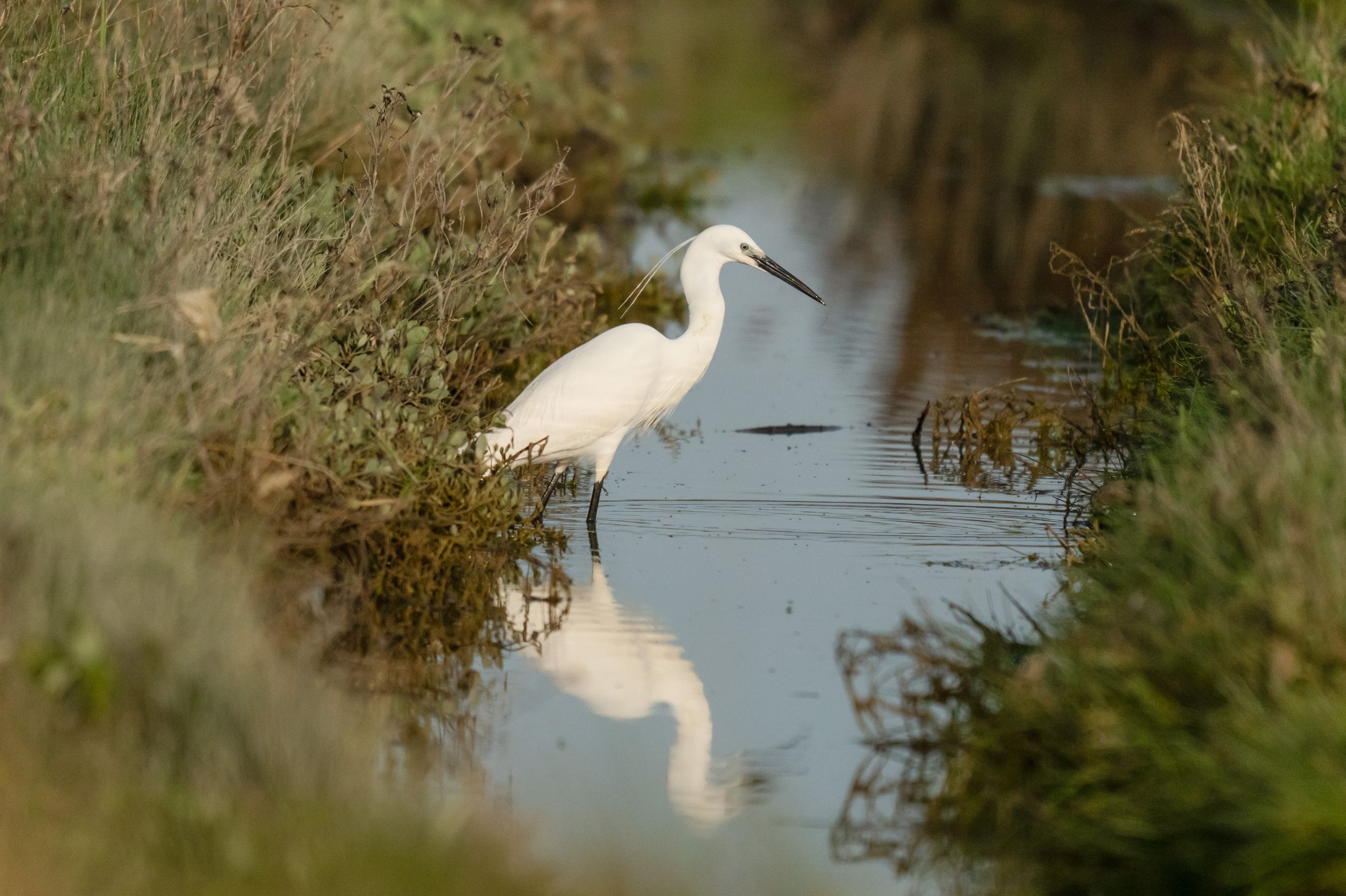 A white egret wading in shallow water among green marshland grass with its reflection visible below.