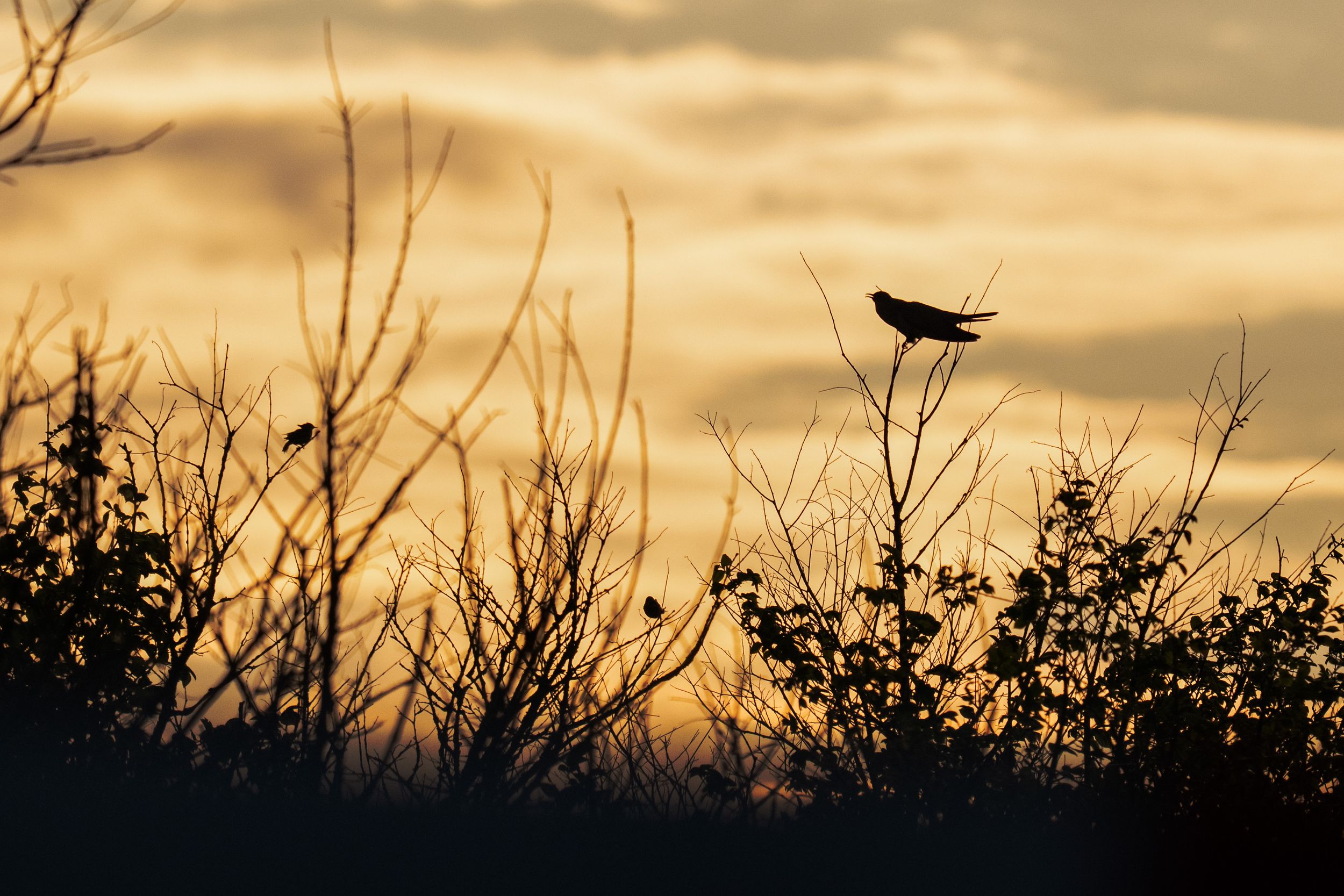 Silhouette of a bird perched on bare branches against a golden sunset sky with dramatic clouds.