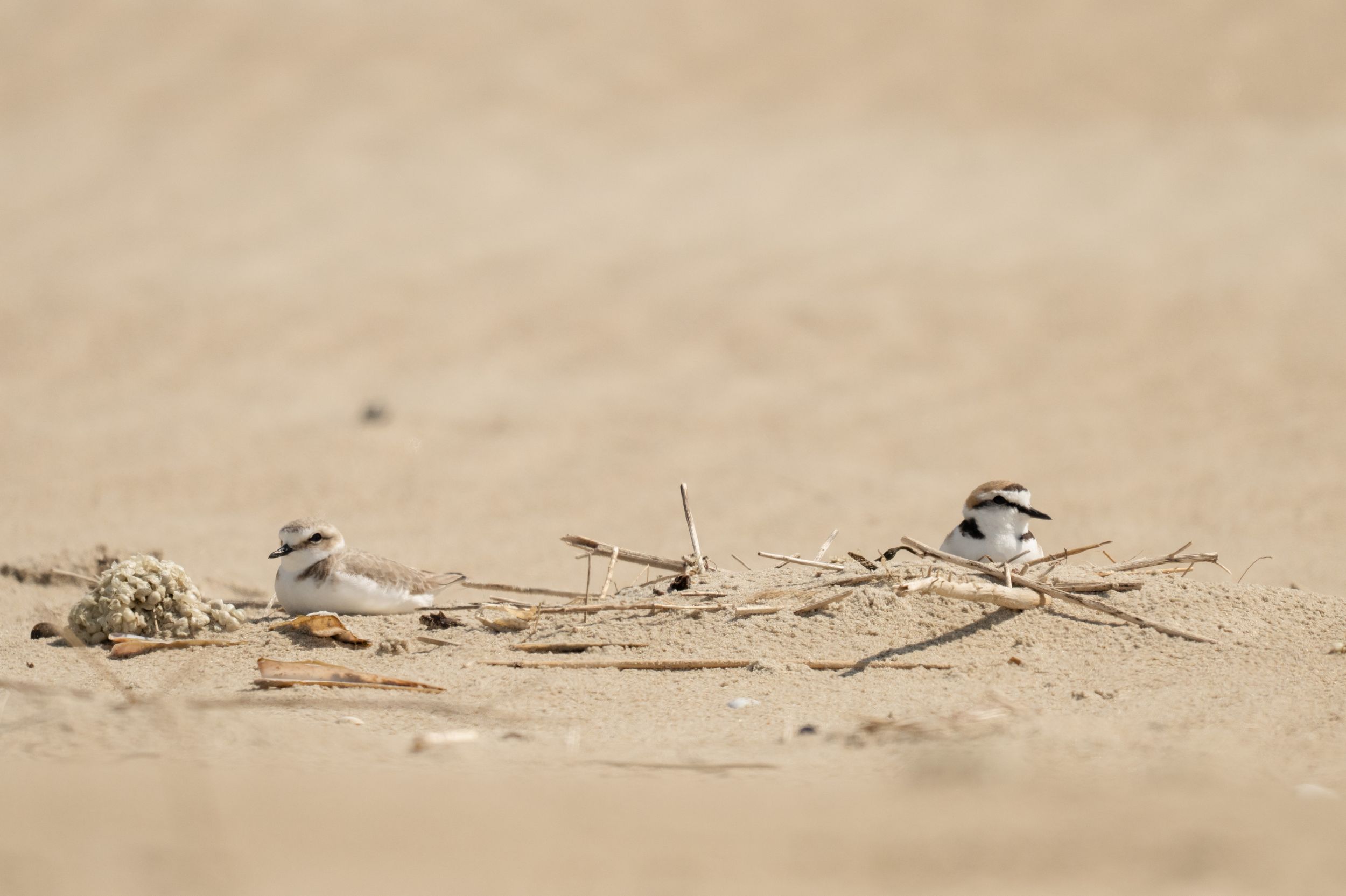 couple de gravelot à collier interrompu en Baie d'Authie