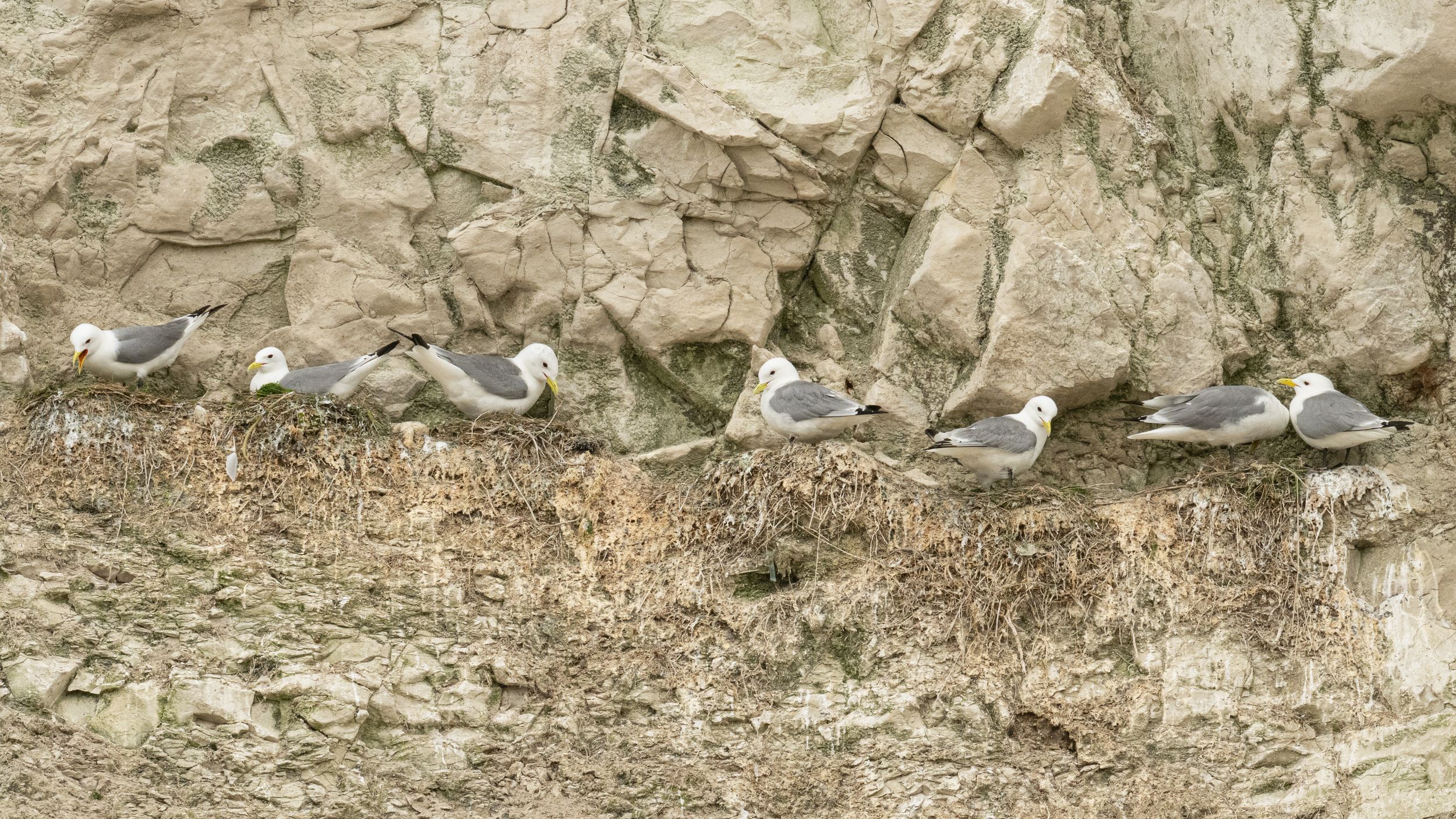A row of seagulls perched on rocky cliff ledges, nesting along the rugged stone face of a coastal bluff.