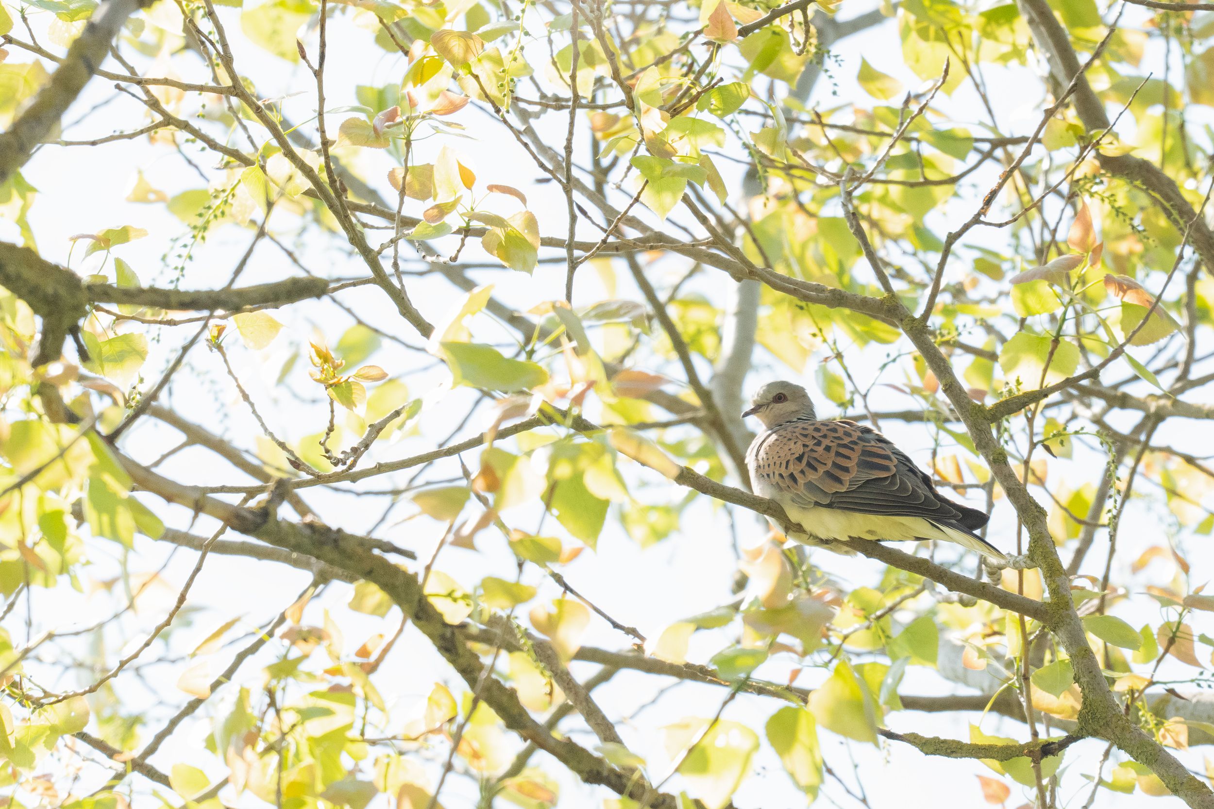 A turtle dove perched on a branch among green and yellow autumn leaves in a tree.