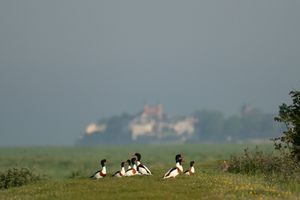 groupe de tadorne de balon en Baie de Somme