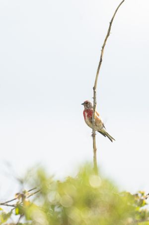 A colorful red and brown bird perched on a bare branch against a pale sky with green foliage below.