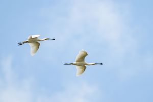 Two white egrets soaring gracefully through a blue sky with soft clouds in the background.