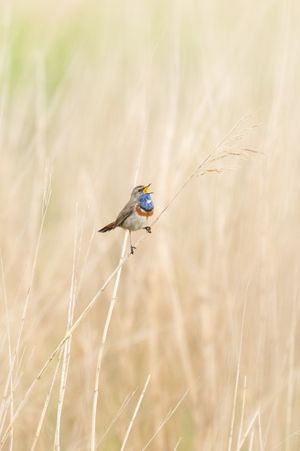 A colorful bluethroat bird perched on a dry grass stem, singing with its beak open in a golden meadow.