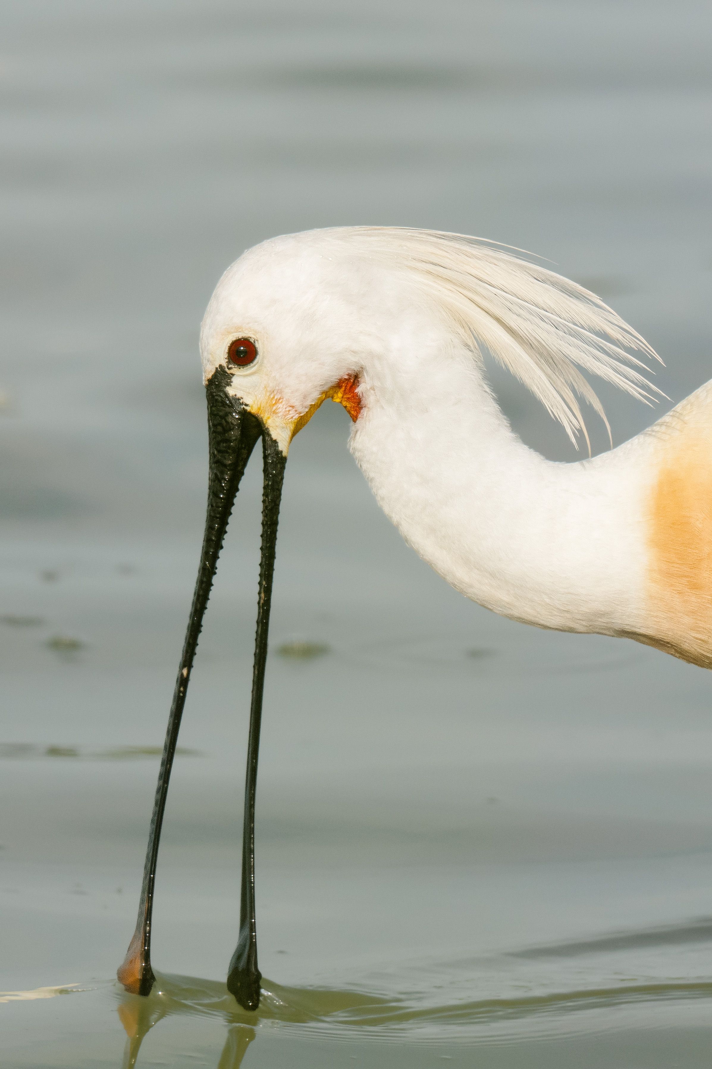 A Eurasian Spoonbill wading in shallow water, its distinctive black spatula-shaped bill submerged while feeding.
