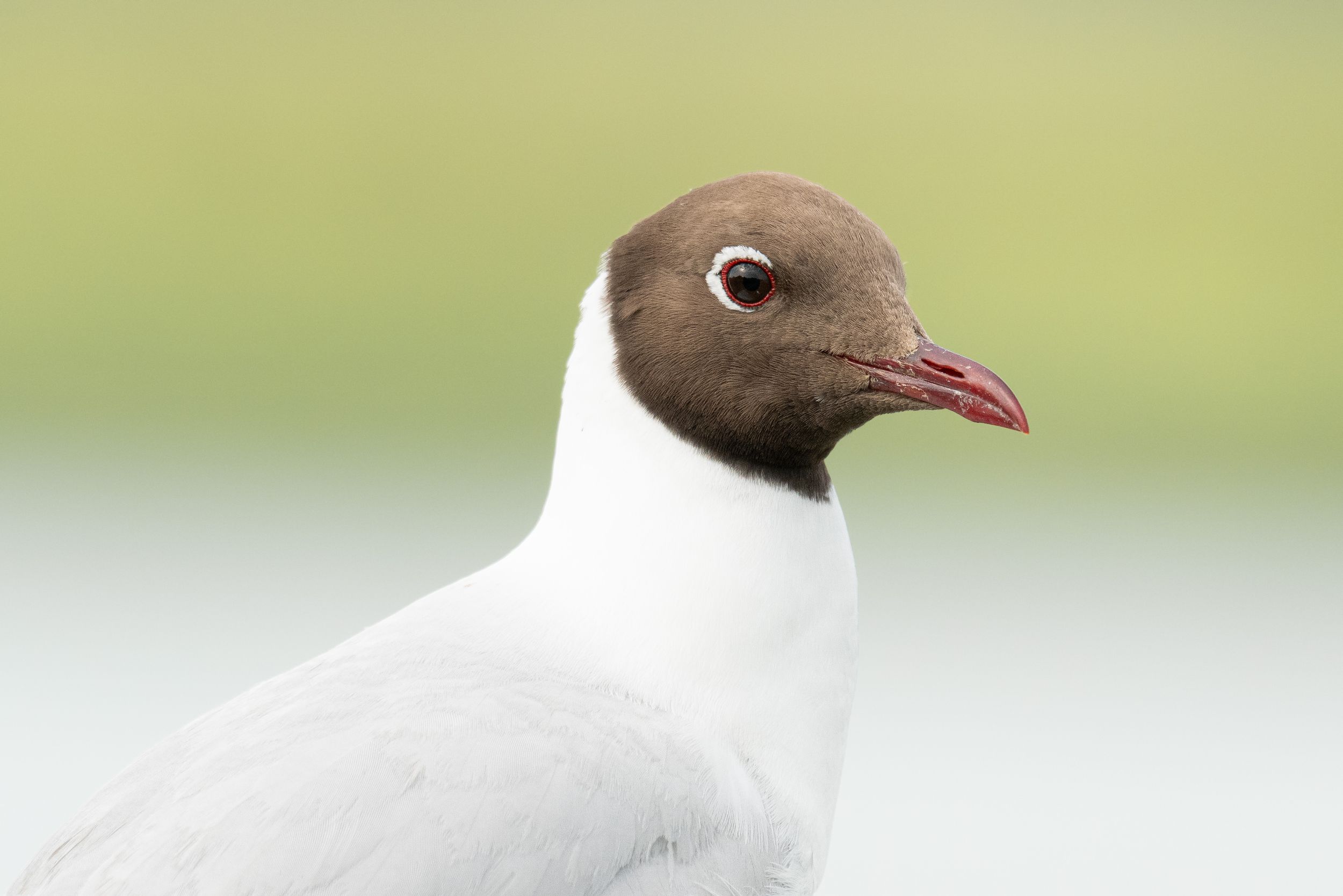 Close-up portrait of a Black-headed Gull with brown hood, red beak, and white plumage against a soft green background.