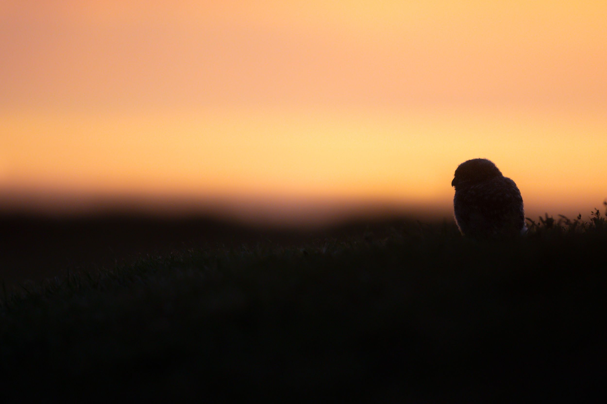 Dark silhouette of an owl perched on a hill during a golden sunset.