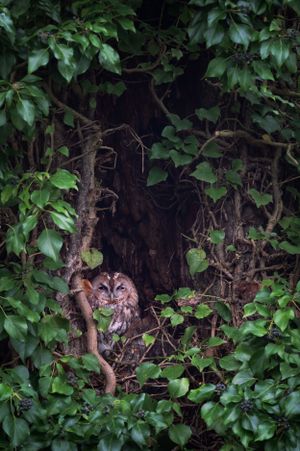 A tawny owl perches inside a dark hollow surrounded by lush green leaves in a natural woodland setting.