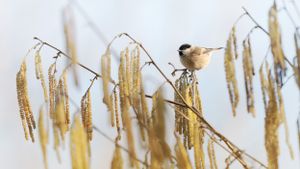 mésange nonnette en haut d'un bouleau avec chatons