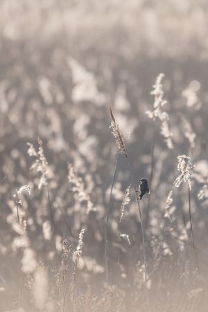 Small bird perched on a delicate grass stem among soft, blurred reeds in muted sepia tones.