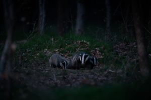 Two European badgers foraging in dark woodland at twilight with green foliage in the background.