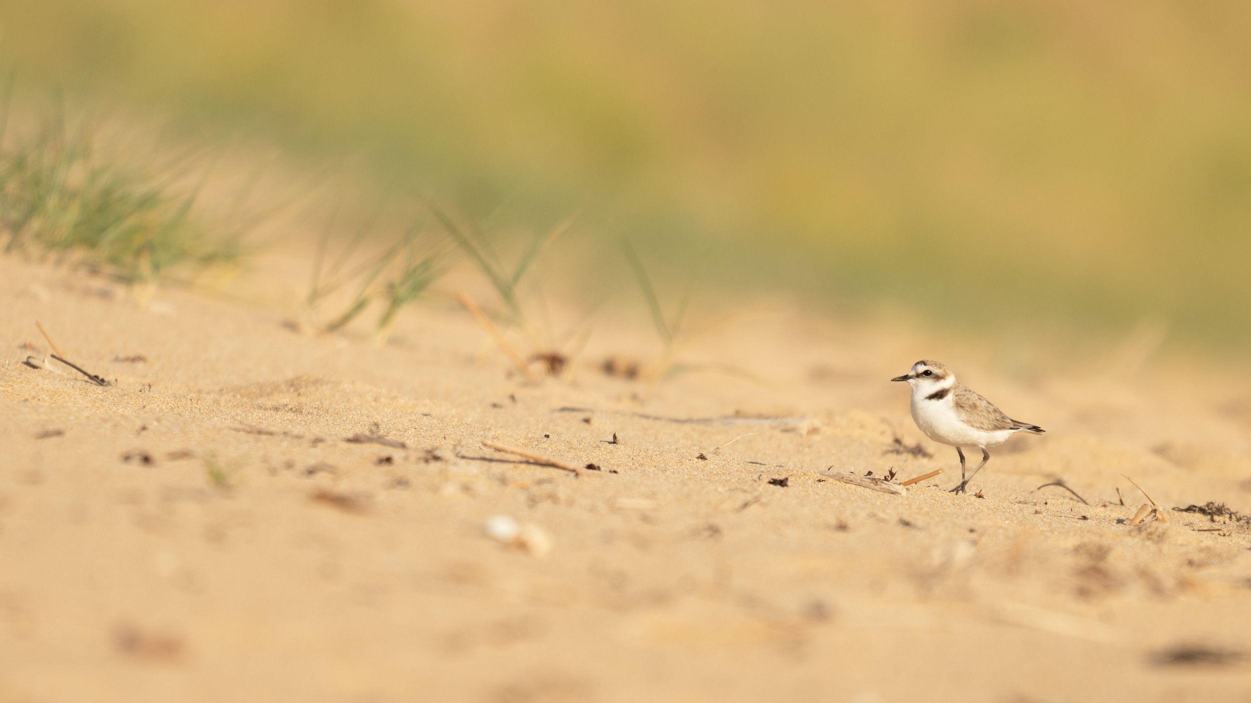 A small plover bird stands on sandy beach terrain with sparse grass in the soft golden background.