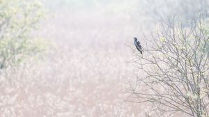 A silhouetted bird perches on bare winter tree branches against a soft misty pastel background.