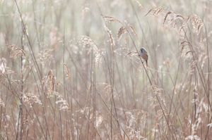 Small bird perched on dried autumn reeds in misty morning light with soft beige and brown tones.
