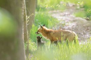 A red fox stands alert in tall grass along a dirt path in soft natural lighting.