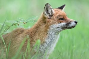A red fox with alert ears stands in tall green grass while a praying mantis perches on a nearby blade.