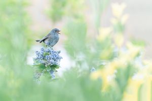 Small gray bird perched on delicate blue flowers against a soft, dreamy bokeh background.