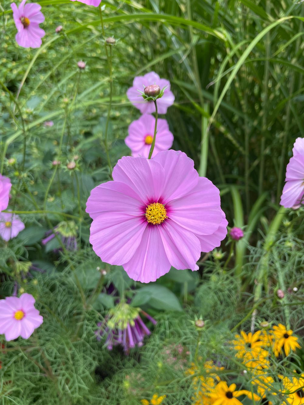 a purple flower with green grass behind.