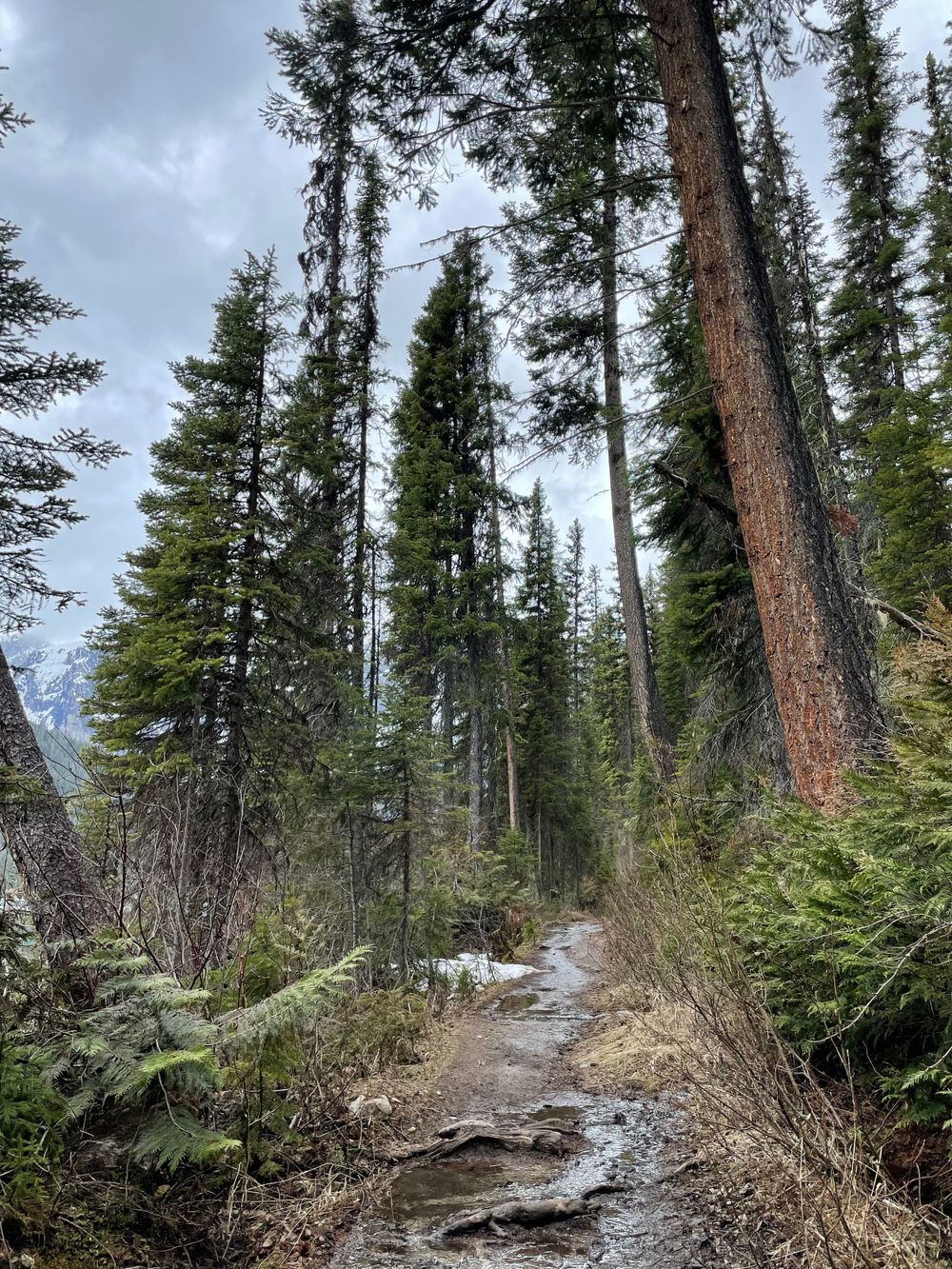 a tree lined path