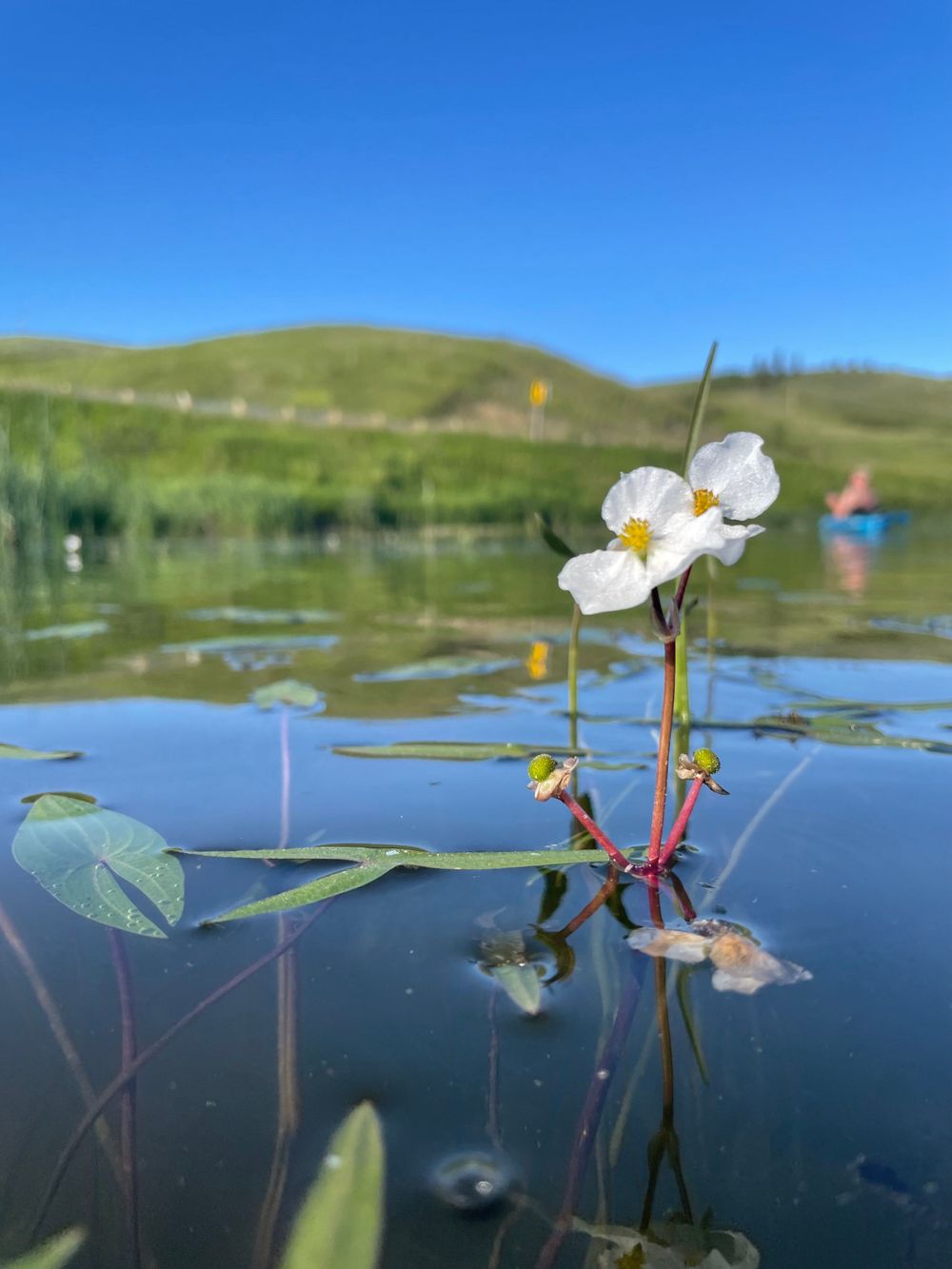 a small white flower grows out of a lake with green grass hills in the background.