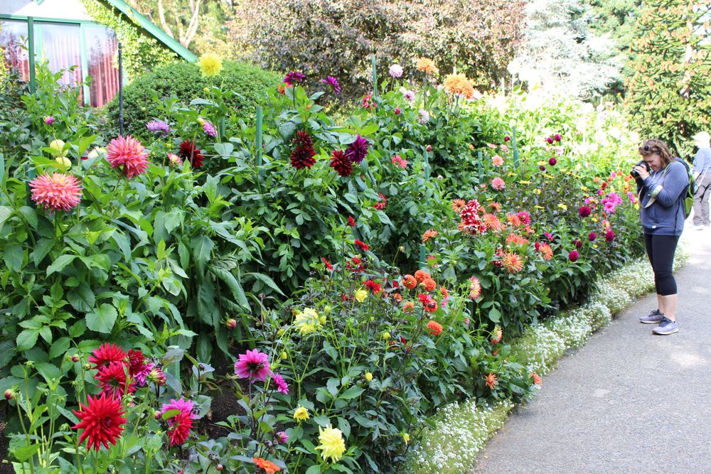 a flower lined path with a women taking pictures with a camera.
