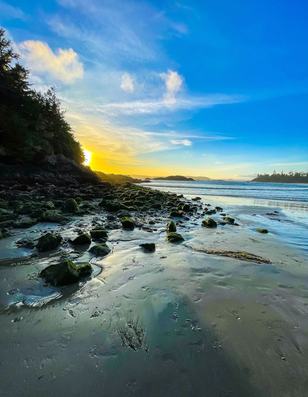 a sunset of a tree lined beach of the ocean.
