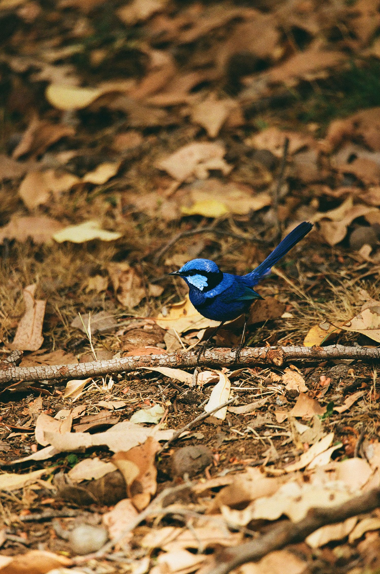 Bright blue fairy wren bird perched among fallen autumn leaves.