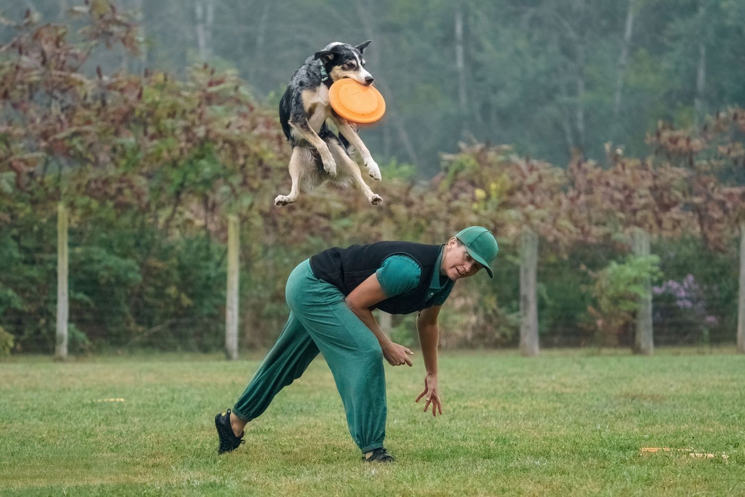 Dance, trick or Stunt dog