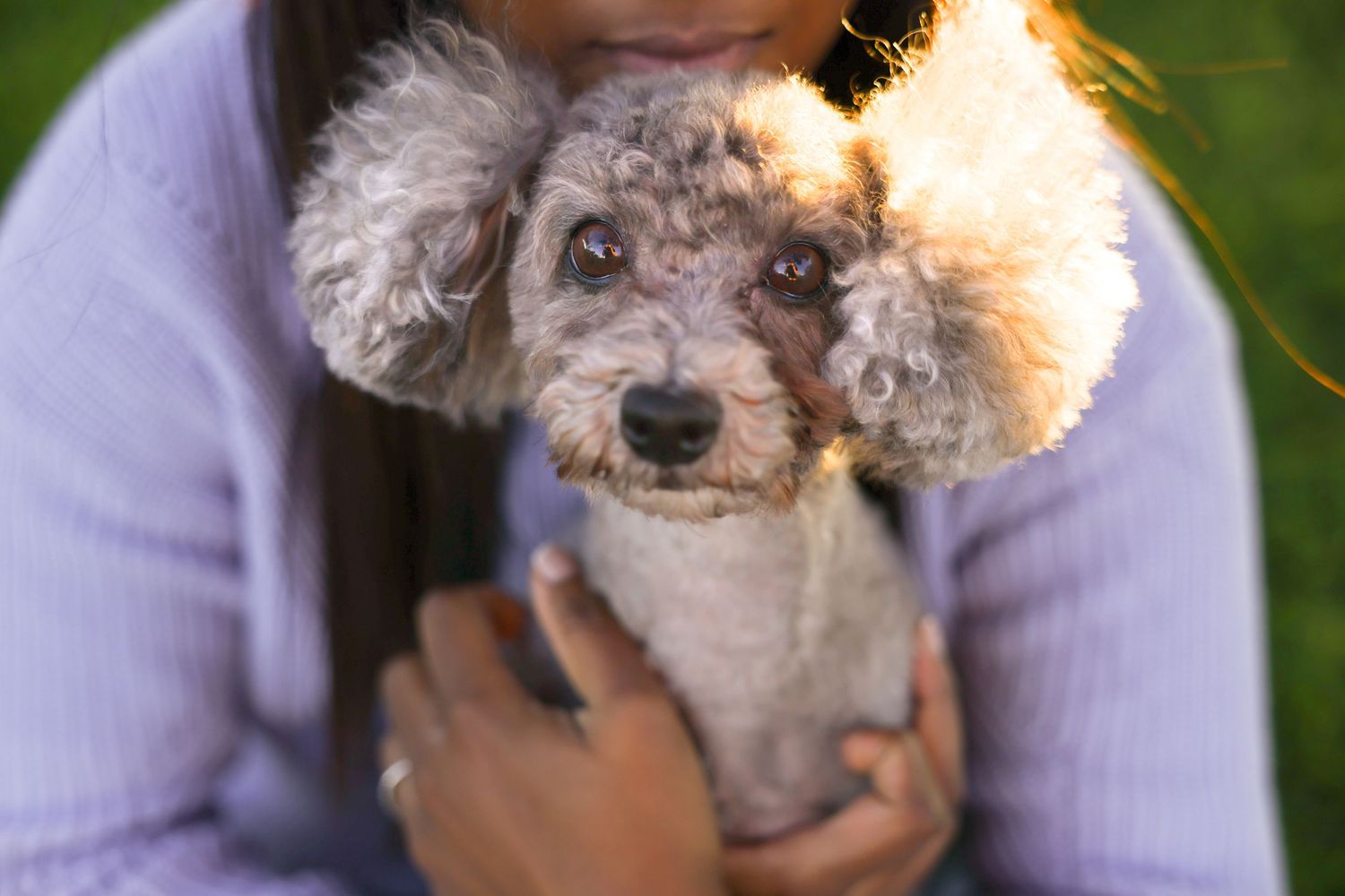 Small grey cavoodle looking up into camera while being held in the arms of a woman with a purple jumper on