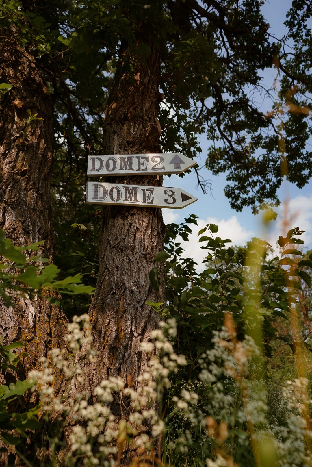 Wooden signs labeled 'Dome 2' and 'Dome 3' mounted on tree trunks.