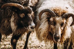 Sheep Farm Photography