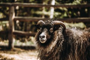 Sheep Farm Photography