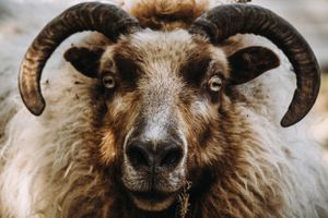 Sheep Farm Photography