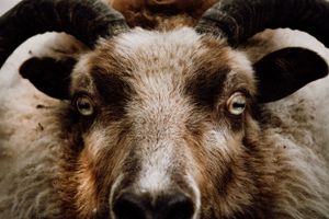 Sheep Farm Photography