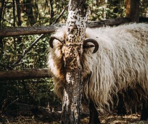 Sheep Farm Photography