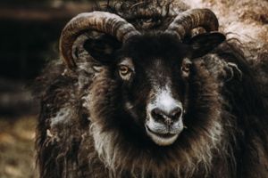 Sheep Farm Photography