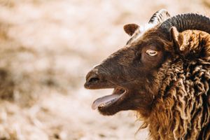 Sheep Farm Photography