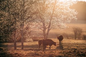 Beef Cattle Photography