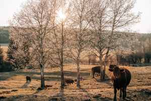 Bc Beef Ranch