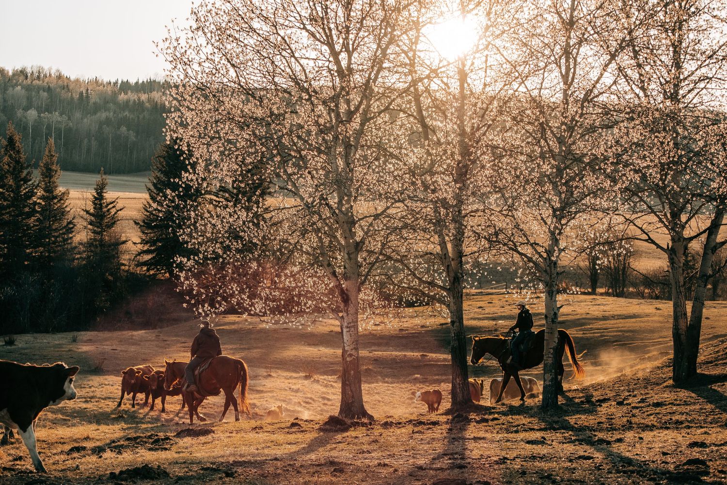 BC Ranch Photography