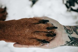 Dog Portrait Photography