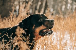 Dog Portrait Photography
