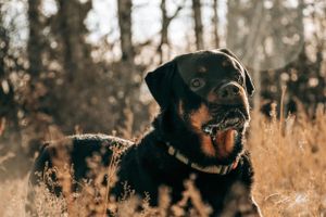 Dog Portrait Photography
