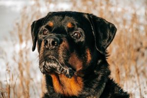 Dog Portrait Photography