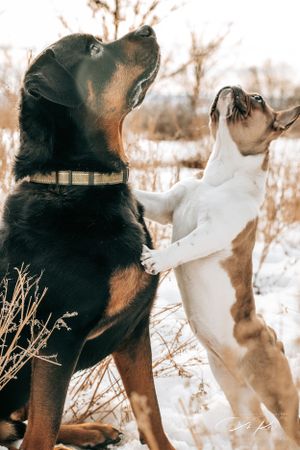 Dog Portrait Photography