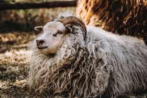 Sheep Farm Photography