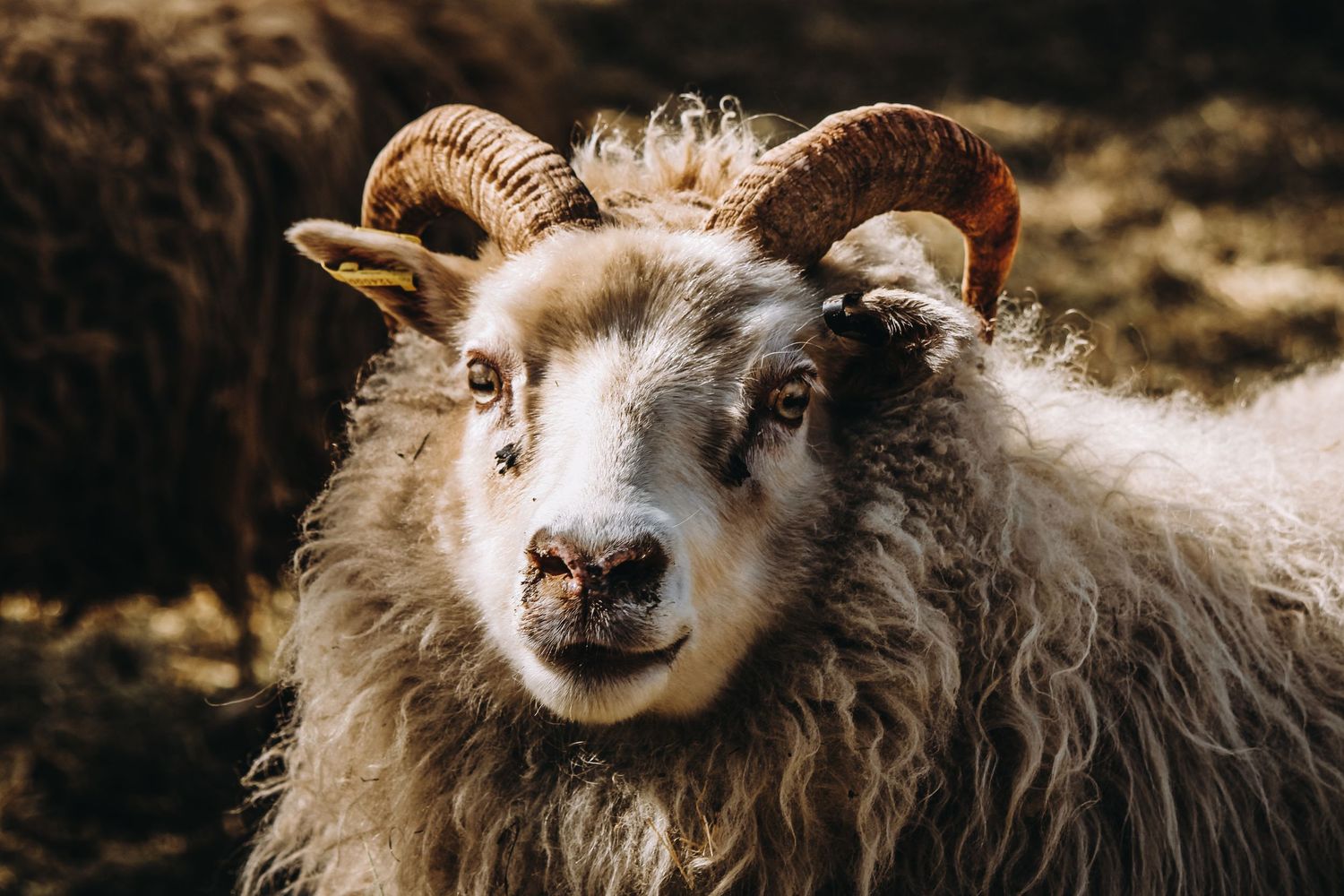 Sheep Farm Photography