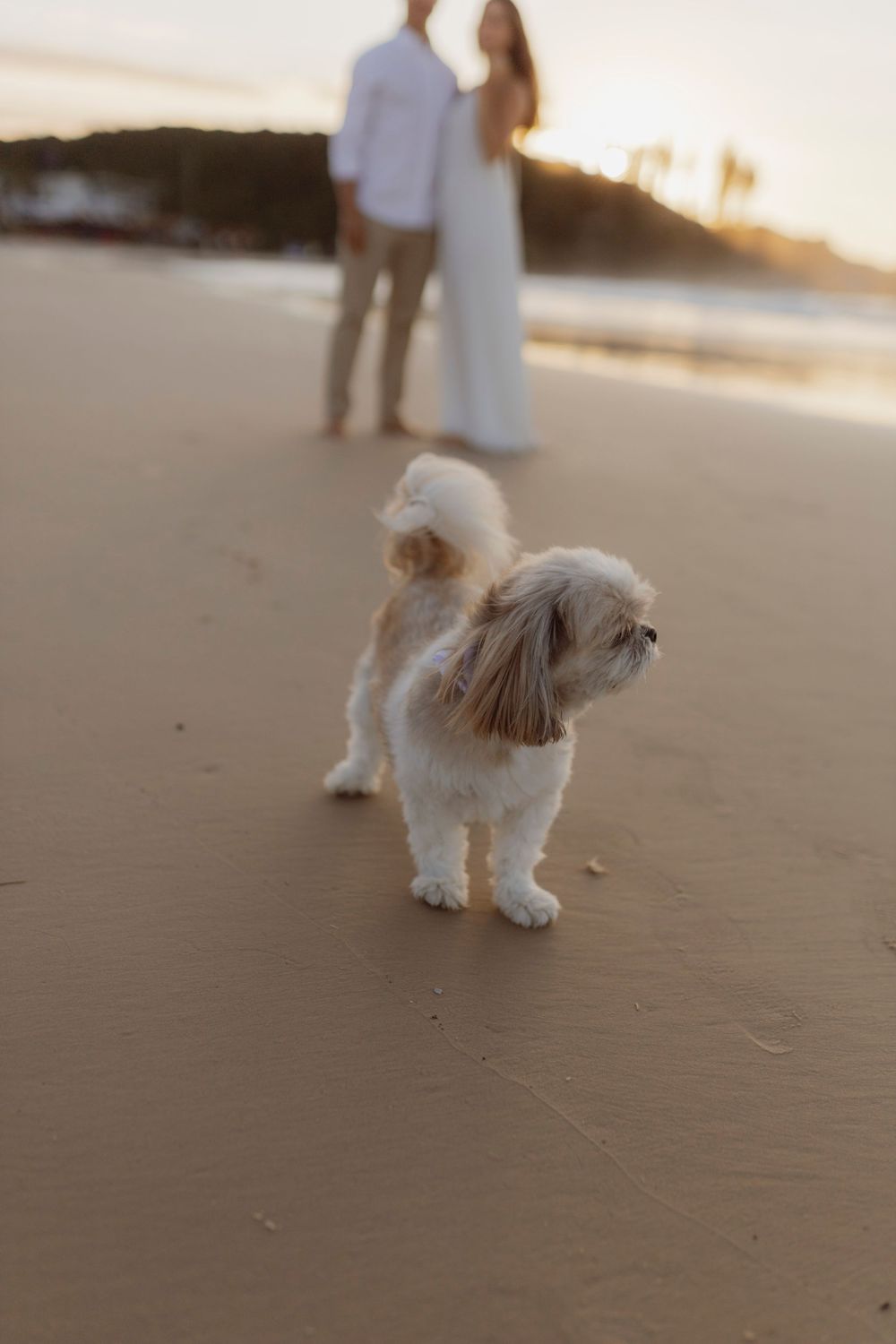 Pré-wedding na praia em Florianópolis com cachorro/pet
